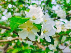 -郑州中国绿化博览园