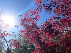 -海棠花溪(元大都城垣遗址公园)