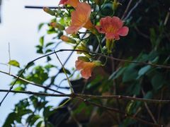 -乌石村