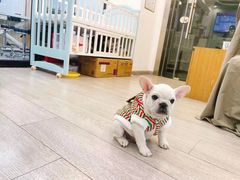 -萌宠之家·腊肠犬·马尔泰·小体犬舍