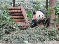 -中国大熊猫保护研究中心雅安碧峰峡基地