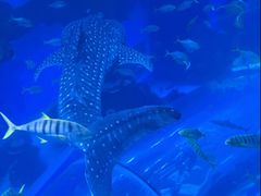 -成都浩海立方海洋公园