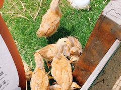 -前小桔亲子创意农场·草莓采摘·露营烧烤