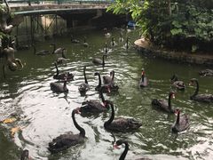-深圳野生动物园