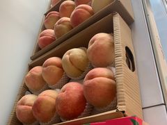 -南汇新场正宗水蜜桃采摘