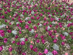 -上海鲜花港