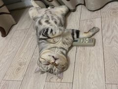 -谐和益家动物医院·免疫绝育·血液透析·宠保定点医院(高新伊藤分院)