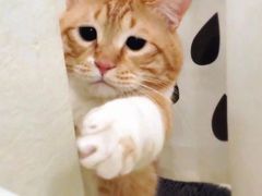 -BLT精品超市(国贸商城店)