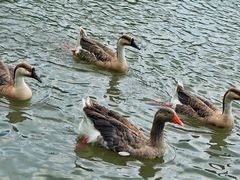 -溱湖国家湿地公园