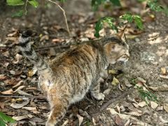 -火炉山森林公园