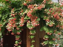 -万源龙顺度假庄园生态观光园