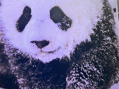 -成都大熊猫繁育研究基地