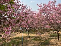 -天适樱花悠乐园