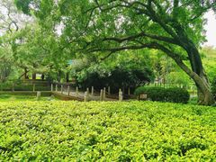-柳侯公园