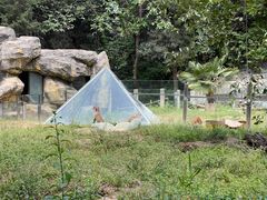 -红山森林动物园
