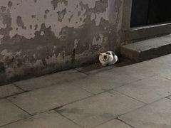 -赵元章肉骨烧(山塘街店)