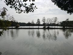 -大湾区中央湿地公园