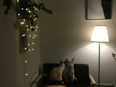 -豆老板的猫咖啡(碑林博物馆店)