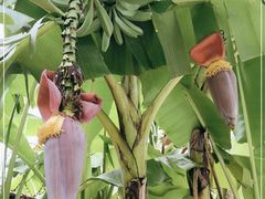 -云溪植物园