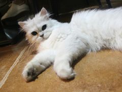 -李小姐の猫咖啡馆(五角场店)
