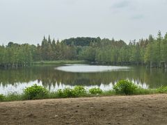 -白鹭湾湿地公园