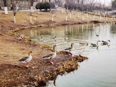 -西安浐灞国家湿地公园