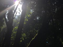 -莫里热带雨林景区