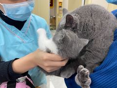 -安安宠医宠物医院·异宠·犬猫内科(岳阳分院)