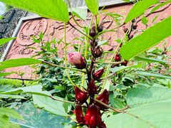 -广州神农草堂中医药博物馆