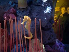 -暹罗海洋世界