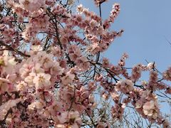 -桃花堤公园