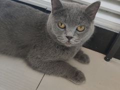 囧囧有神的土豆-平行世界·猫咖(首经贸店)