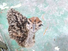 -前小桔亲子创意农场·草莓采摘·露营烧烤