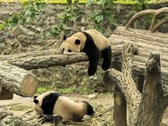 -都江堰中华大熊猫苑