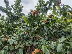 -樱桃山旅游景区