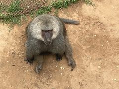 -西霞口神雕山野生动物世界