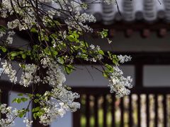 -西安青龙寺遗址景区