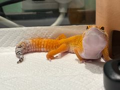-酷以爬仙阁实体爬宠店·守宫·蜥蜴·专业繁育