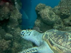 -上海海洋水族馆