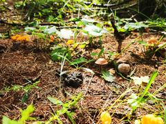 -塞罕坝国家级自然保护区