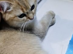 -猫大福·Fortune Cat猫舍(百子湾店)