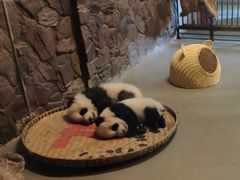 景点-成都大熊猫繁育研究基地