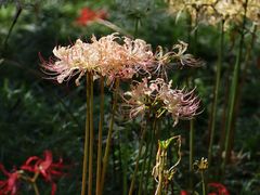 -白塘生态植物园