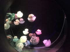 -大连圣亚海洋世界