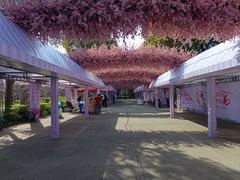 -南汇桃花村