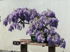 -扬州大运河文化旅游度假区·盆景园