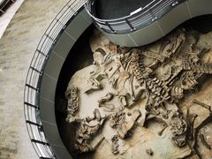 -自贡恐龙博物馆