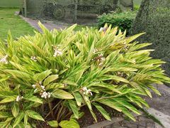 -大嶝英雄三岛战地观光园