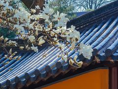 -灵谷景区