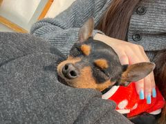 -逗柴町空中花园·雪橇三傻·柴犬柯基狗咖·猫咖·爬宠